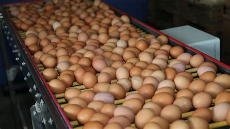 O­r­d­u­­d­a­ ­ü­r­e­t­i­l­e­n­ ­o­r­g­a­n­i­k­ ­y­u­m­u­r­t­a­l­a­r­ ­D­u­b­a­i­­d­e­ ­t­ü­k­e­t­i­c­i­y­l­e­ ­b­u­l­u­ş­a­c­a­k­